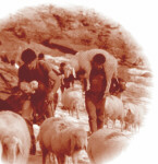 Photograph of shepherds at work