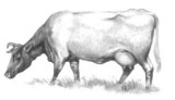 Drawing of a cow