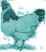 Drawing of an egg laying hen