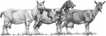 Drawing of three different breeds of goat