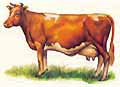 Drawing of a Guernsey cow