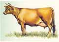 Drawing of a Jersey cow
