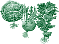 Drawing of root vegetables