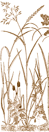 Drawign of long grasses