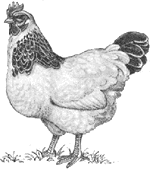 Drawing of an egg laying hen
