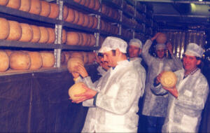 Mimolette maturing room photo