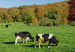 Photograph of two fresian cows grazing on a field
