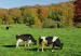 Photograph of two Fresian cows grazing in a field