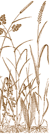 Drawing of long grasses